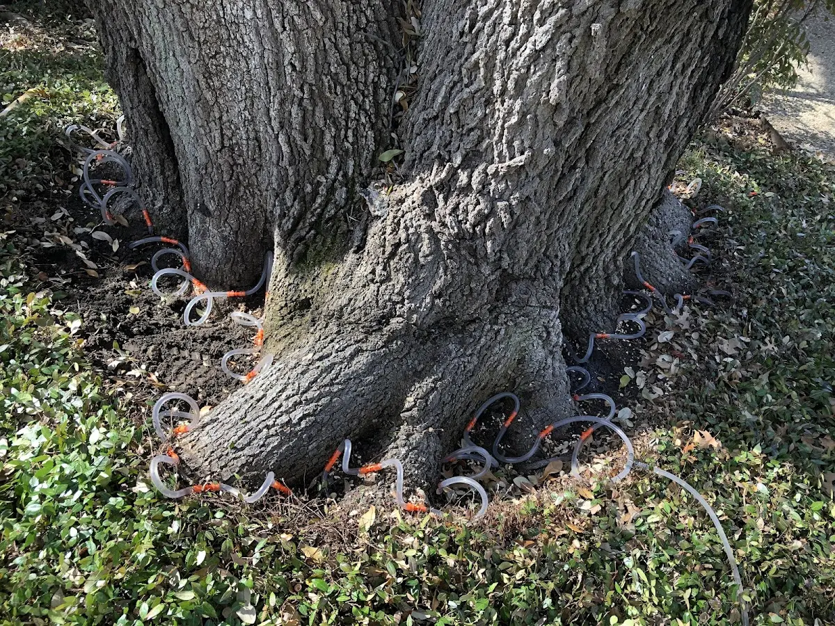 Detailed Tree Cabling and Bracing job site in Calipatria