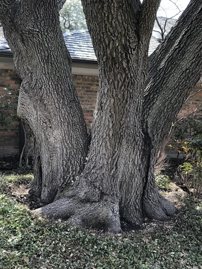 Mature heritage tree close to a Calipatria property cared for by certified arborists